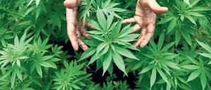 Grüner Rausch. Der Anbau von Cannabis ist hochprofitabel und lockt auch die Anleger. Foto: dpa