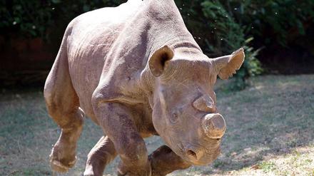 Zum Schutz vor Wilderern werden den Nashörnern wie diesem Breitmaulnashorn oft die Hörner abgeschliffen. Allerdings ist das Horn keine reine Zierde für das Tier, es hat auch einen Nutzen. Wenn Nashörner durch das Dickicht streifen, oder sich gegen große Raubkatzen wehren, ist das Horn manchmal auch überlebensnotwendig. Diese Lösung ist deshalb ziemlich umstritten. 