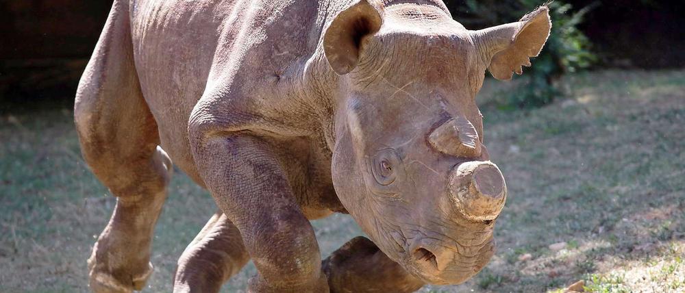 Zum Schutz vor Wilderern werden den Nashörnern wie diesem Breitmaulnashorn oft die Hörner abgeschliffen. Allerdings ist das Horn keine reine Zierde für das Tier, es hat auch einen Nutzen. Wenn Nashörner durch das Dickicht streifen, oder sich gegen große Raubkatzen wehren, ist das Horn manchmal auch überlebensnotwendig. Diese Lösung ist deshalb ziemlich umstritten. 