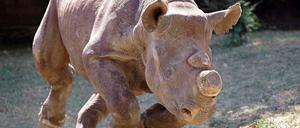 Zum Schutz vor Wilderern werden den Nashörnern wie diesem Breitmaulnashorn oft die Hörner abgeschliffen. Allerdings ist das Horn keine reine Zierde für das Tier, es hat auch einen Nutzen. Wenn Nashörner durch das Dickicht streifen, oder sich gegen große Raubkatzen wehren, ist das Horn manchmal auch überlebensnotwendig. Diese Lösung ist deshalb ziemlich umstritten.