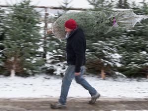 Weihnachtsbaumverkäufer Gunter Brückner trägt am 23.11.2015 bei Erfurt (Thüringen) eine Nordmanntanne. 