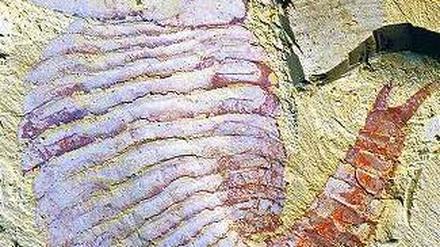 Denkerpose. An dem Fuxianhuia-Fossil sind nach Ansicht der Forscher drei Teile des Gehirns zu erkennen. 