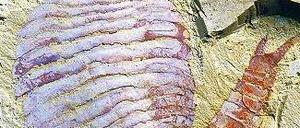 Denkerpose. An dem Fuxianhuia-Fossil sind nach Ansicht der Forscher drei Teile des Gehirns zu erkennen.