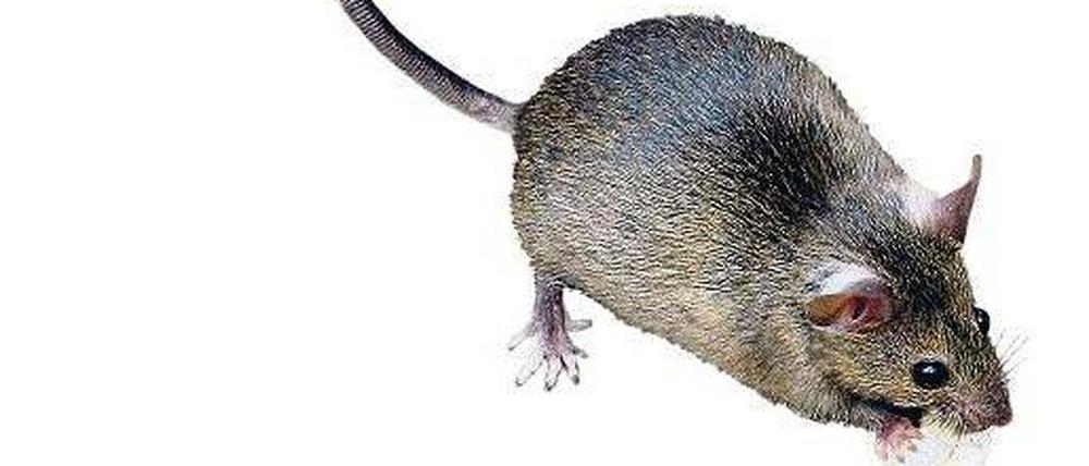 Niedlich? Vielleicht. Schädlich? Ja, auch. Ratten können verschiedene Krankheiten übertragen. Sie zu bekämpfen, ist Pflicht.