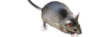 Niedlich? Vielleicht. Schädlich? Ja, auch. Ratten können verschiedene Krankheiten übertragen. Sie zu bekämpfen, ist Pflicht.