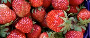 Sind sie die Übeltäter? Erdbeeren sollen für die Magen-Darm-Erkrankungen verantwortlich sein.