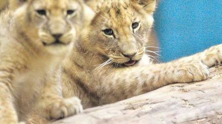 Mittlerweile erwachsen. Die Löwen, die offenbar im Zoo vergiftet wurden, stammen ursprünglich aus dem Wuppertaler Tiergarten. Die Aufnahme zeigt die beiden wenige Wochen nach ihrer Geburt im Oktober 2007.