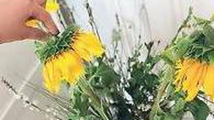 Es ist zum Sprechen. Reden soll helfen, angeblich auch bei Pflanzen. Bei einem Gummibaum hat unsere Kolumnistin so schon erste Erfolge erzielt. Jetzt will sie das Experiment auch auf Blumen ausweiten.