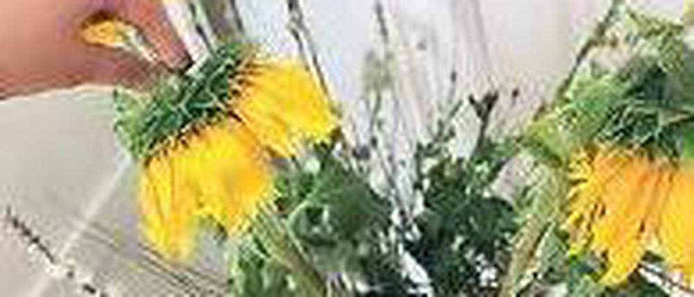 Es ist zum Sprechen. Reden soll helfen, angeblich auch bei Pflanzen. Bei einem Gummibaum hat unsere Kolumnistin so schon erste Erfolge erzielt. Jetzt will sie das Experiment auch auf Blumen ausweiten. 