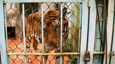 Nein, in diesem Fall musste nicht, wie befürchtet ein Tiger hinter Gittern, sondern Jugendliche, die es mit der Polizei etwas zu bunt getrieben haben.