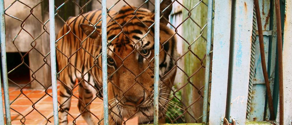 Nein, in diesem Fall musste nicht, wie befürchtet ein Tiger hinter Gittern, sondern Jugendliche, die es mit der Polizei etwas zu bunt getrieben haben.