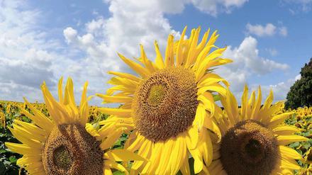 Die Rückkehr des Sommers. Meteorologen sagen Temperaturen von bis zu 30 Grad in der kommenden Woche voraus. 