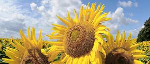 Die Rückkehr des Sommers. Meteorologen sagen Temperaturen von bis zu 30 Grad in der kommenden Woche voraus. 