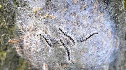 Ein geschlossenes Nest des Eichen-Prozessionsspinners an einem Baumstamm. 