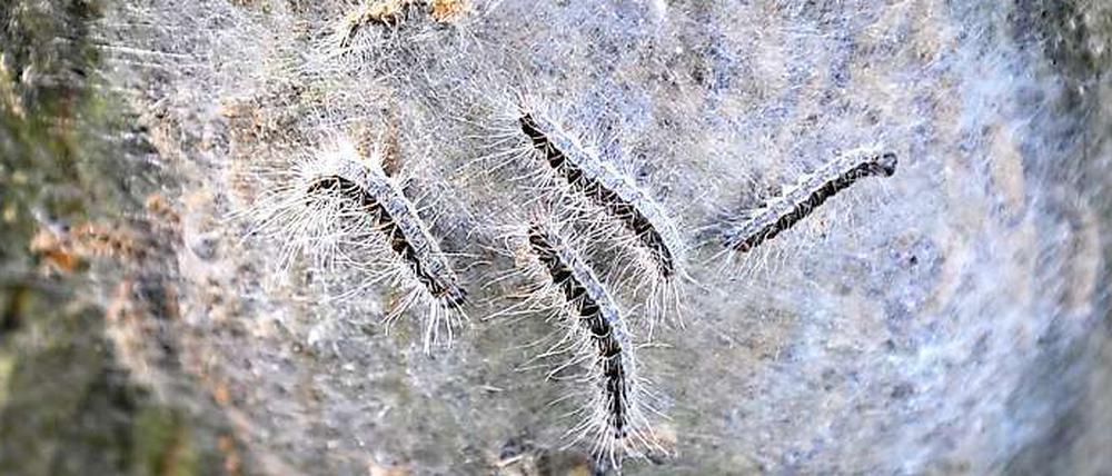 Ein geschlossenes Nest des Eichen-Prozessionsspinners an einem Baumstamm. 