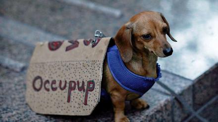 Ein Hund auf einer Occupy-Demonstration. Die Occupy-Bewegung bildete sich im Zuge der internationalen Finanzkrise. Sie protestiert unter anderem gegen Bankenmacht.