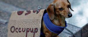 Ein Hund auf einer Occupy-Demonstration. Die Occupy-Bewegung bildete sich im Zuge der internationalen Finanzkrise. Sie protestiert unter anderem gegen Bankenmacht.