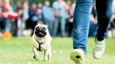 Mopsfidel. Allen Spektikern bewies das Rennen: Auf der Kurzstrecke wirkt die Rasse durchaus athletisch. Sie ist dann aber doch leicht kurzatmig. Foto: Zinken