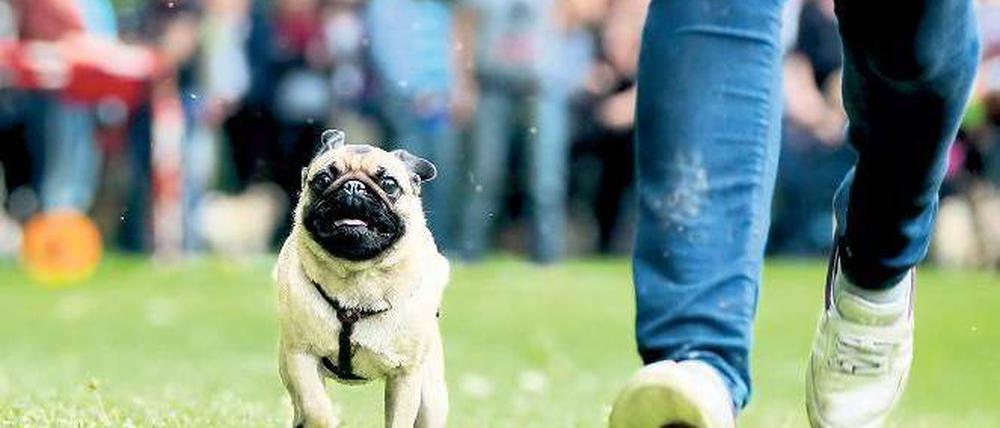 Mopsfidel. Allen Spektikern bewies das Rennen: Auf der Kurzstrecke wirkt die Rasse durchaus athletisch. Sie ist dann aber doch leicht kurzatmig. Foto: Zinken
