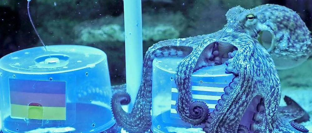 Oh Schreck: Tierorakel Krake Rosi aus Rosenheim sagt einen Sieg der Griechen voraus. Andere Tierorakel tippen dagegen auf Deutschland.