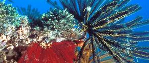 Der Kohlendioxidausstoß steigt weltweit weiter – deshalb dürfte eine Rettung der Korallenriffe als Ökosystem nicht mehr möglich sein.