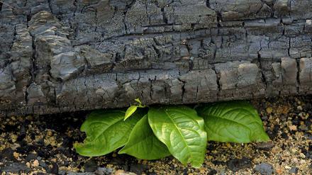 Vor genau zehn Jahren hat sich die Bundesregierung mit der Nachhaltigkeitsstrategie langfristige Leitplanken für ihr Handeln gegeben. Allerdings finden die 21 Indikatoren, mit denen der Erfolg gemessen werden soll, in der praktischen Politik noch immer wenig Beachtung. 