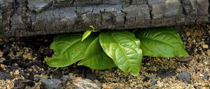 Vor genau zehn Jahren hat sich die Bundesregierung mit der Nachhaltigkeitsstrategie langfristige Leitplanken für ihr Handeln gegeben. Allerdings finden die 21 Indikatoren, mit denen der Erfolg gemessen werden soll, in der praktischen Politik noch immer wenig Beachtung. 