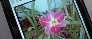 Mit Instagram lassen sich Fotos in sozialen Netzwerken hochladen und teilen.