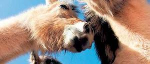 In der Gruppe intelligent. Norweger-Pferde auf einer Weide im hessischen Odenwald. 