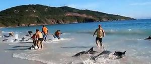 Strandspaziergänger in Brasilien halfen 30 Delfinen, wieder ins Wasser zu kommen.