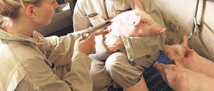 Gut versorgt. Medizinische Versorgung in der Tierhaltung ist unerlässlich. Beim Einsatz von Antibiotika sollen es die Veterinäre jedoch zuweilen übertreiben. 