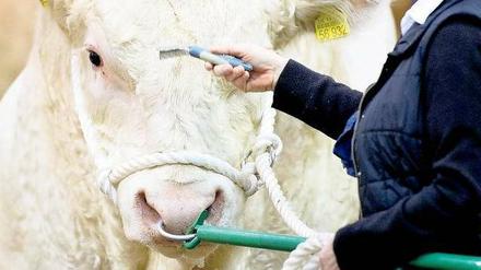 Molkerei. In Halle 3.2 befindet sich der „Erlebnisbauernhof“ – in Halle 1 die „Erlebniswelt Heimtiere“. Foto: dapd