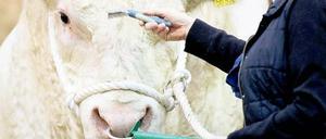 Molkerei. In Halle 3.2 befindet sich der „Erlebnisbauernhof“ – in Halle 1 die „Erlebniswelt Heimtiere“. Foto: dapd