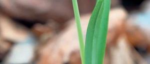 Wachstumsexplosion. Ein erstes Schneeglöckchen im Berliner Tiergarten.Foto: dpa