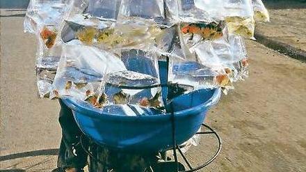 Transparente Fracht. Jahrelang porträtierte der niederländische Fotograf Hans Kemp auf seinen Asienreisen Lastentaxis und ihre abenteuerlichen Transportmethoden. Ihre meterhohen Ladungen – Gemüse, Baumaterial, Möbel, Volieren oder wie hier Goldfische - haben Kunstcharakter. Im Reutlinger Nomada Verlag hat Kemp seine Aufnahmen nun in dem Band „Bikes of Burden – Lastentaxis in Asien“ ( 160 S., 17 €) veröffentlicht. 
