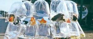 Transparente Fracht. Jahrelang porträtierte der niederländische Fotograf Hans Kemp auf seinen Asienreisen Lastentaxis und ihre abenteuerlichen Transportmethoden. Ihre meterhohen Ladungen – Gemüse, Baumaterial, Möbel, Volieren oder wie hier Goldfische - haben Kunstcharakter. Im Reutlinger Nomada Verlag hat Kemp seine Aufnahmen nun in dem Band „Bikes of Burden – Lastentaxis in Asien“ ( 160 S., 17 €) veröffentlicht.