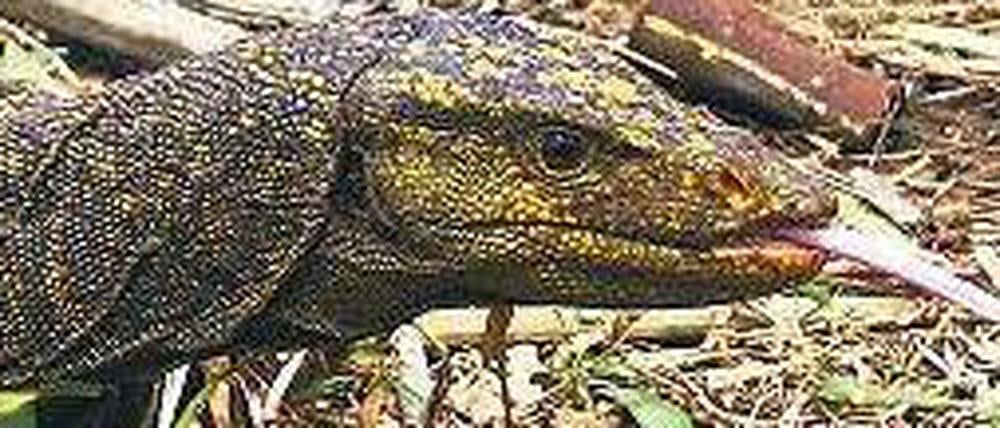 Vegetarier. Der 2010 auf der nordphilippinischen Insel Luzon entdeckte Waran ernährt sich nur von Pflanzen.