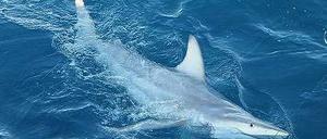 Sensation. Hybrider Schwarzspitzenhai vor Australien. Foto: AFP/Pascal Geraghty/NSWDPI