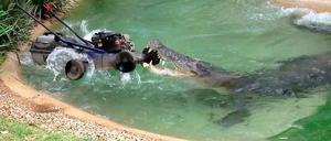 Elvis schnappt den Rasenmäher.