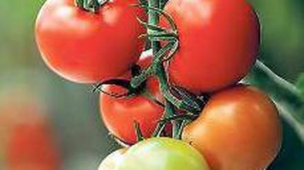 Rote Schätze. Die „Saatgutbanker“ wollen verschiedene Tomatensorten erhalten. Foto: dapd