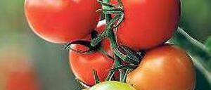 Rote Schätze. Die „Saatgutbanker“ wollen verschiedene Tomatensorten erhalten. Foto: dapd