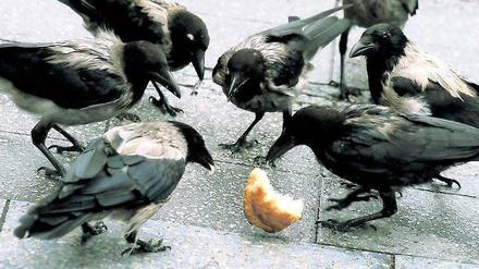 Gemeinsames Frühstück. Nebelkrähen verspeisen ein Brötchen vor dem Berliner Zoologischen Garten. 