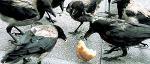Gemeinsames Frühstück. Nebelkrähen verspeisen ein Brötchen vor dem Berliner Zoologischen Garten.