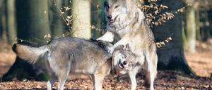 Wieder da. Die Wölfe breiten sich langsam wieder aus. Vielen sind die wilden Waldbewohner allerdings nicht geheuer – dabei gilt der Wolf für Menschen in der Regel als ungefährlich. Foto: dapd