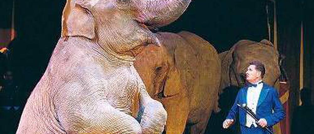 Nicht mehr in der Manege? Elefanten im Zirkus Universal Renz. Foto: dpa