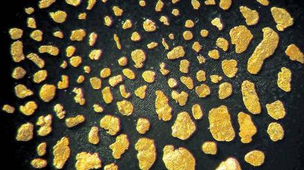 Diese Goldflitter aus einem sächsischen Kieswerk sind kleiner als 0,5 Millimeter. 