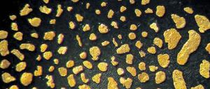 Diese Goldflitter aus einem sächsischen Kieswerk sind kleiner als 0,5 Millimeter. 