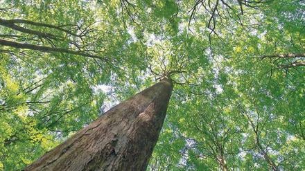 Wald ist nicht gleich Wald. Anleger müssen zwischen Nutz- und Edelhölzern unterscheiden, die entweder beim Bau verwendet werden oder einfach nur selten sind. Foto: dpa