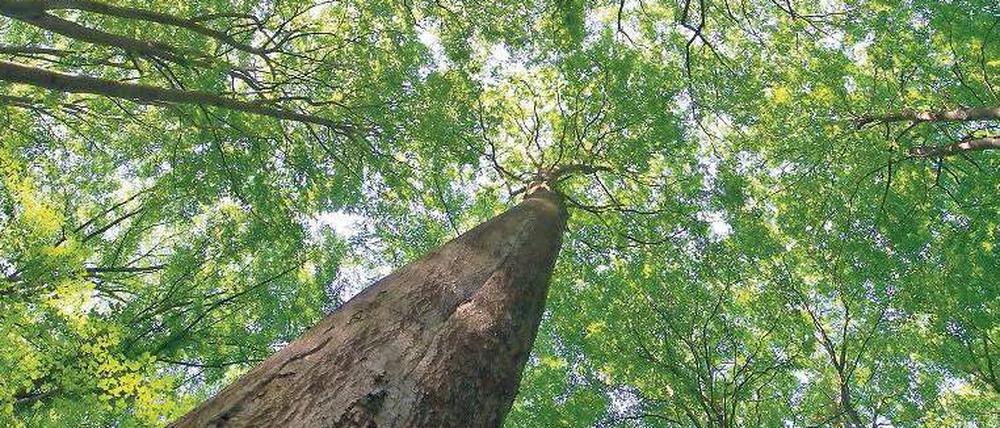 Wald ist nicht gleich Wald. Anleger müssen zwischen Nutz- und Edelhölzern unterscheiden, die entweder beim Bau verwendet werden oder einfach nur selten sind. Foto: dpa