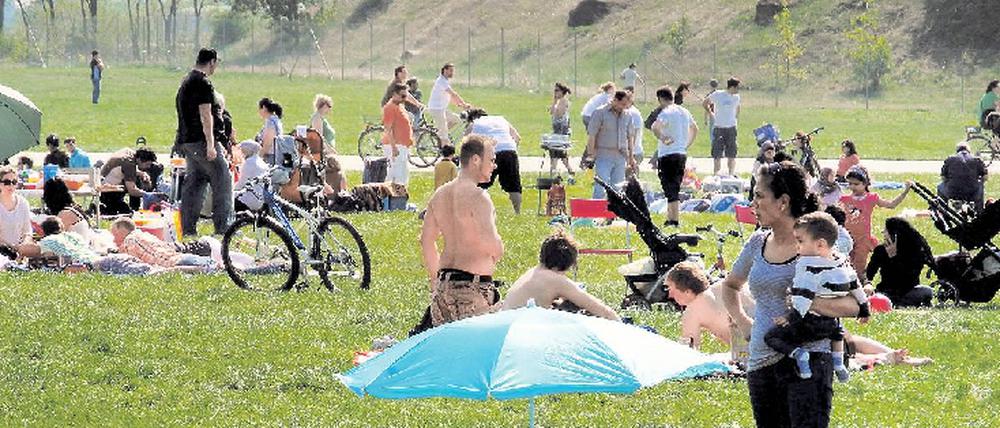 Tagsüber ist von den Käfern auf dem Tempelhofer Feld nichts zu sehen, bei Dämmerung fliegen sie zu Hunderten los.
